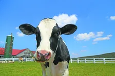 茨城県・埼玉県民の子どもは無料！秋限定マザー牧場感謝ウィーク開催中