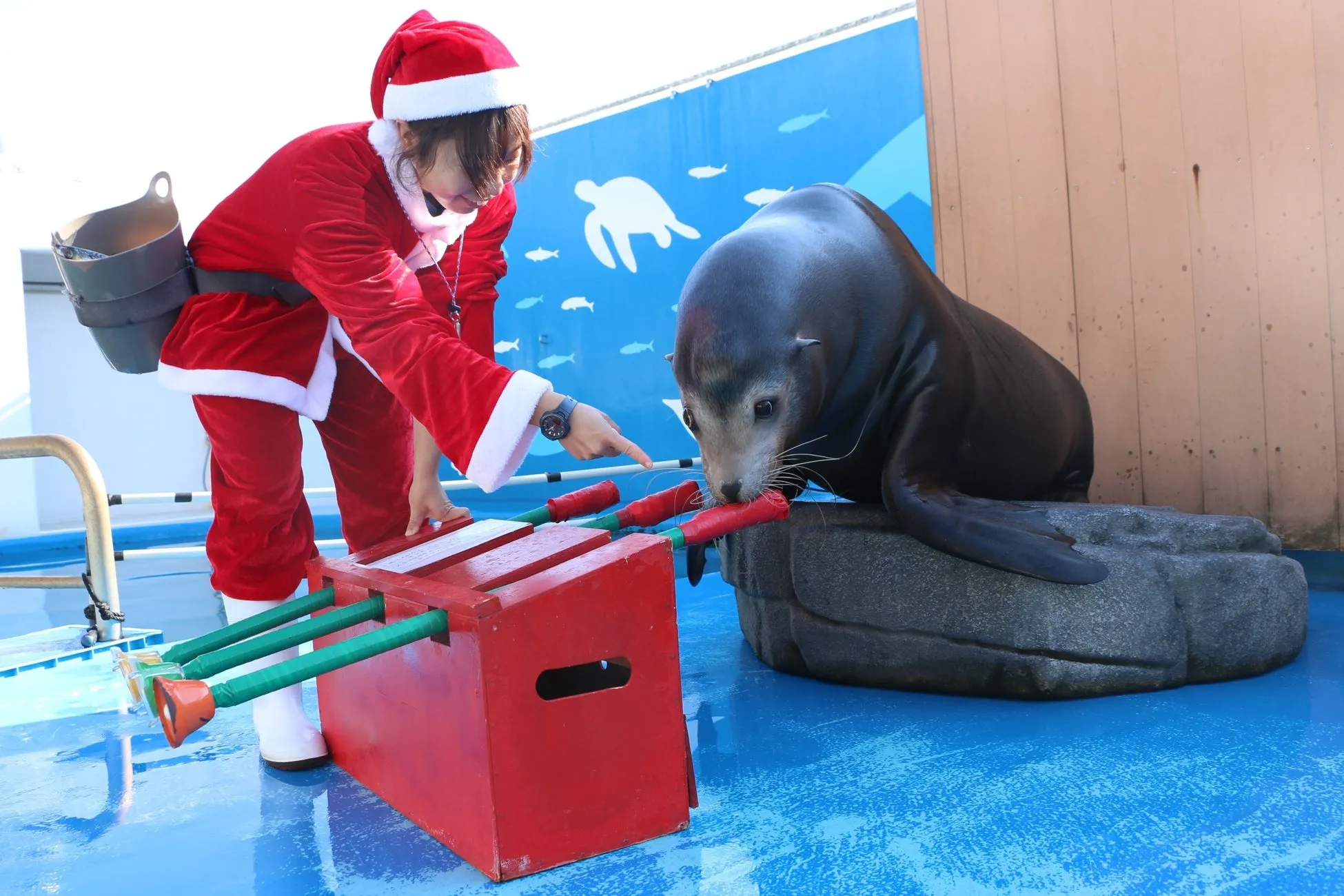 サンタ姿のスタッフとアシカのクリスマスパフォーマンス