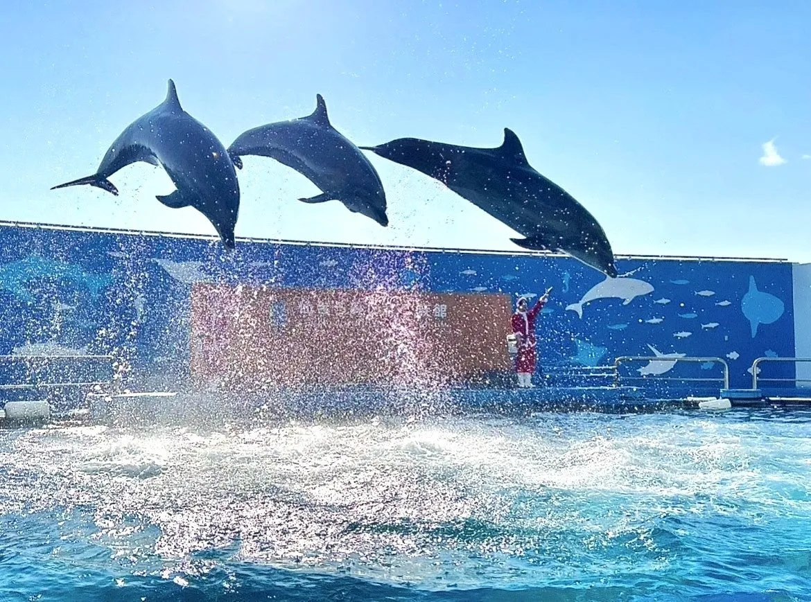 仙台うみの杜水族館のイルカショーとサンタクロース
