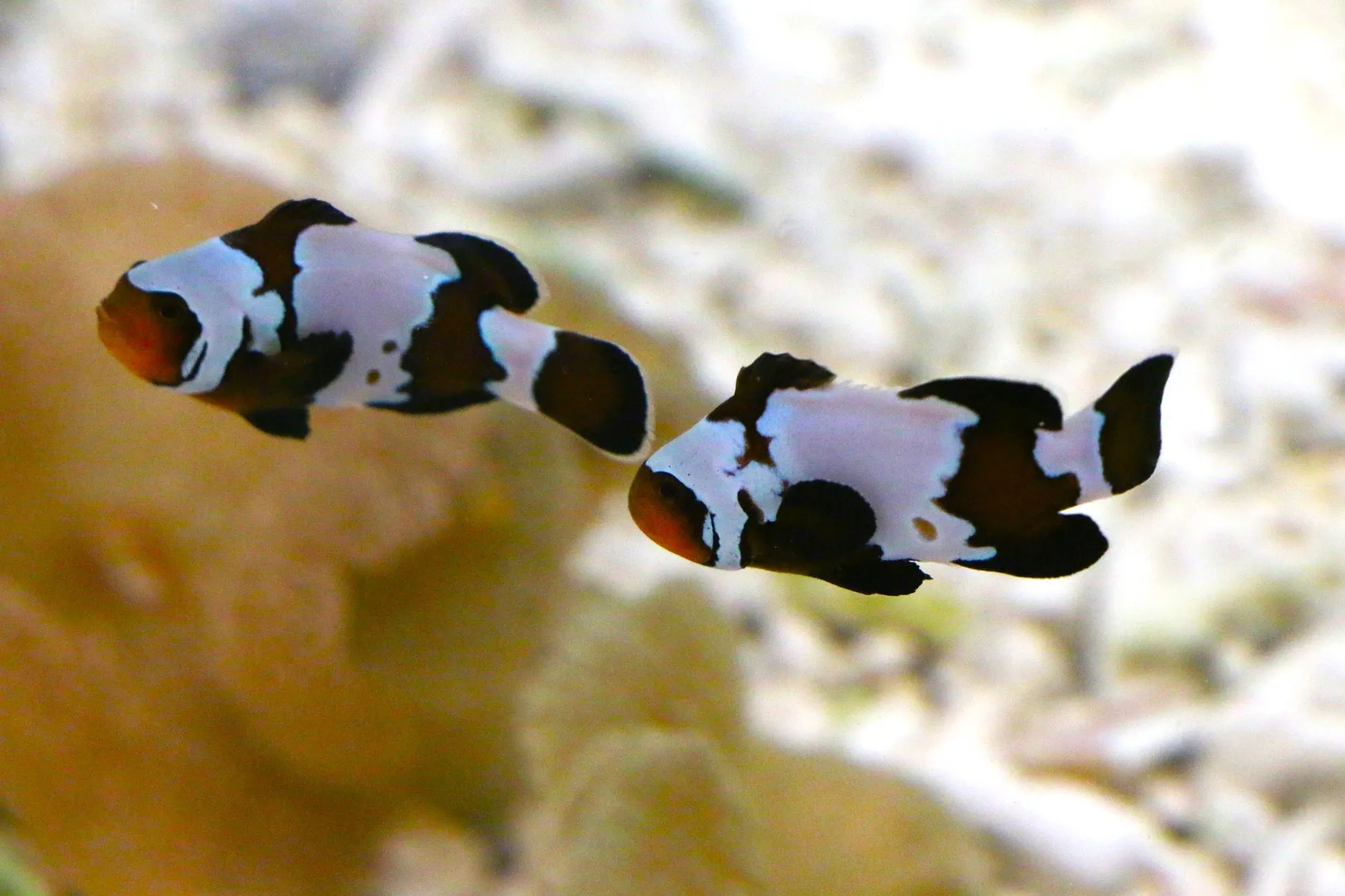 カクレクマノミのペアが泳ぐ水槽