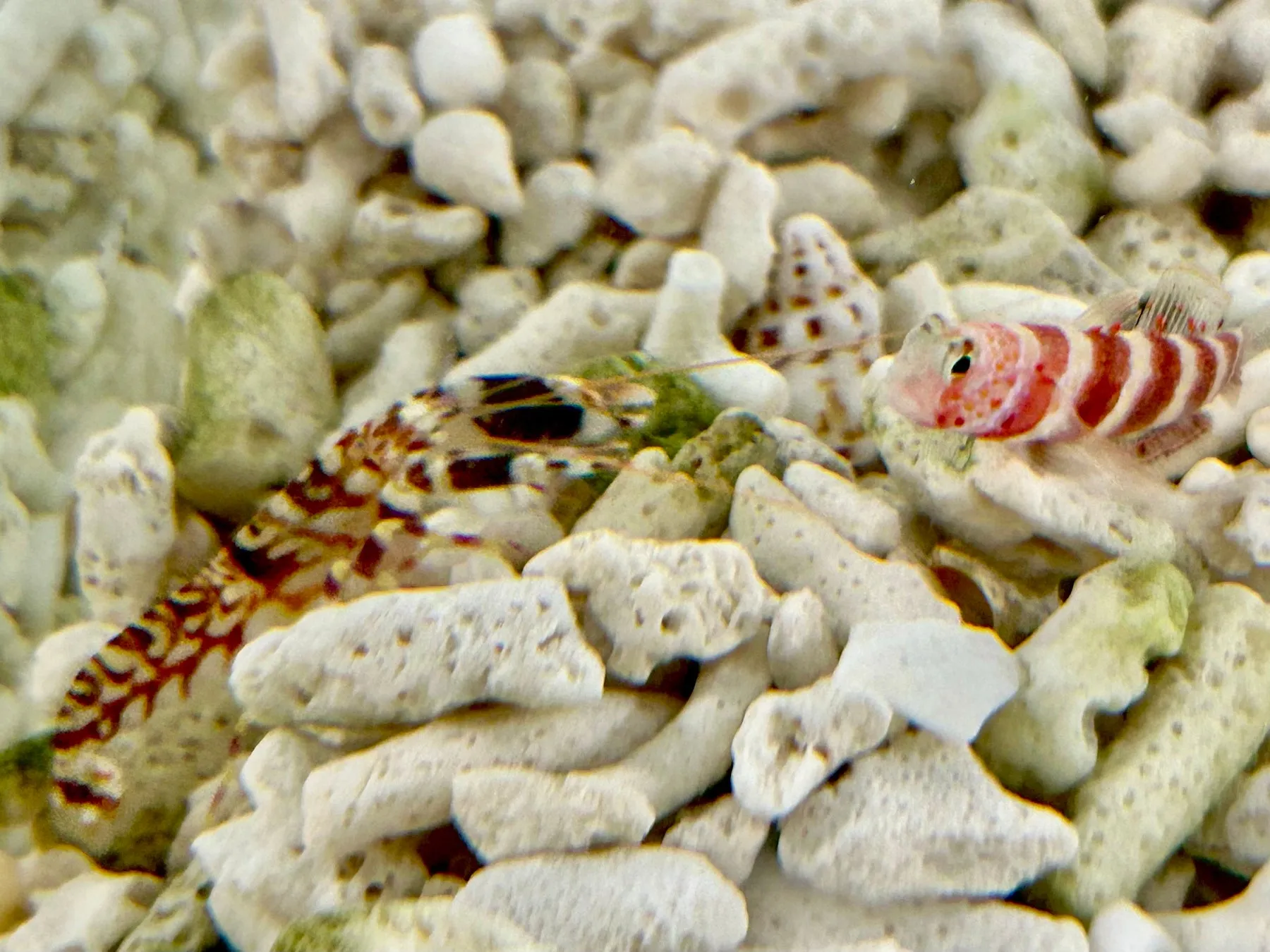 色鮮やかな魚たちがサンゴの間を泳ぐ