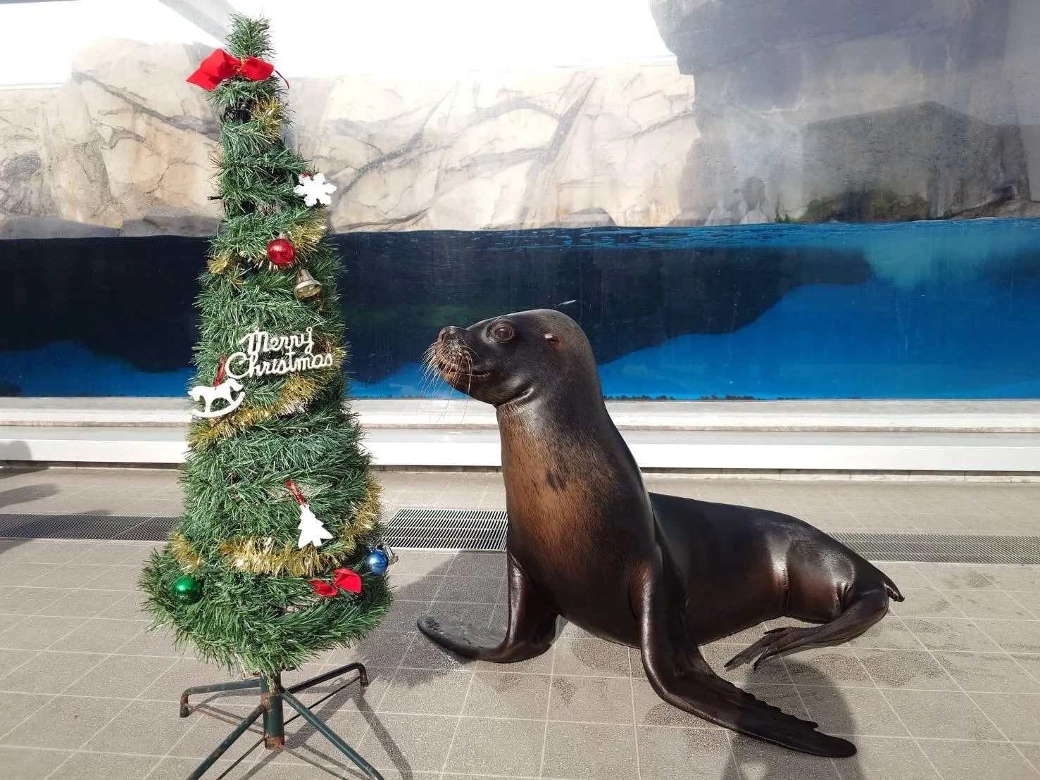 仙台うみの杜水族館のアシカとクリスマスツリー