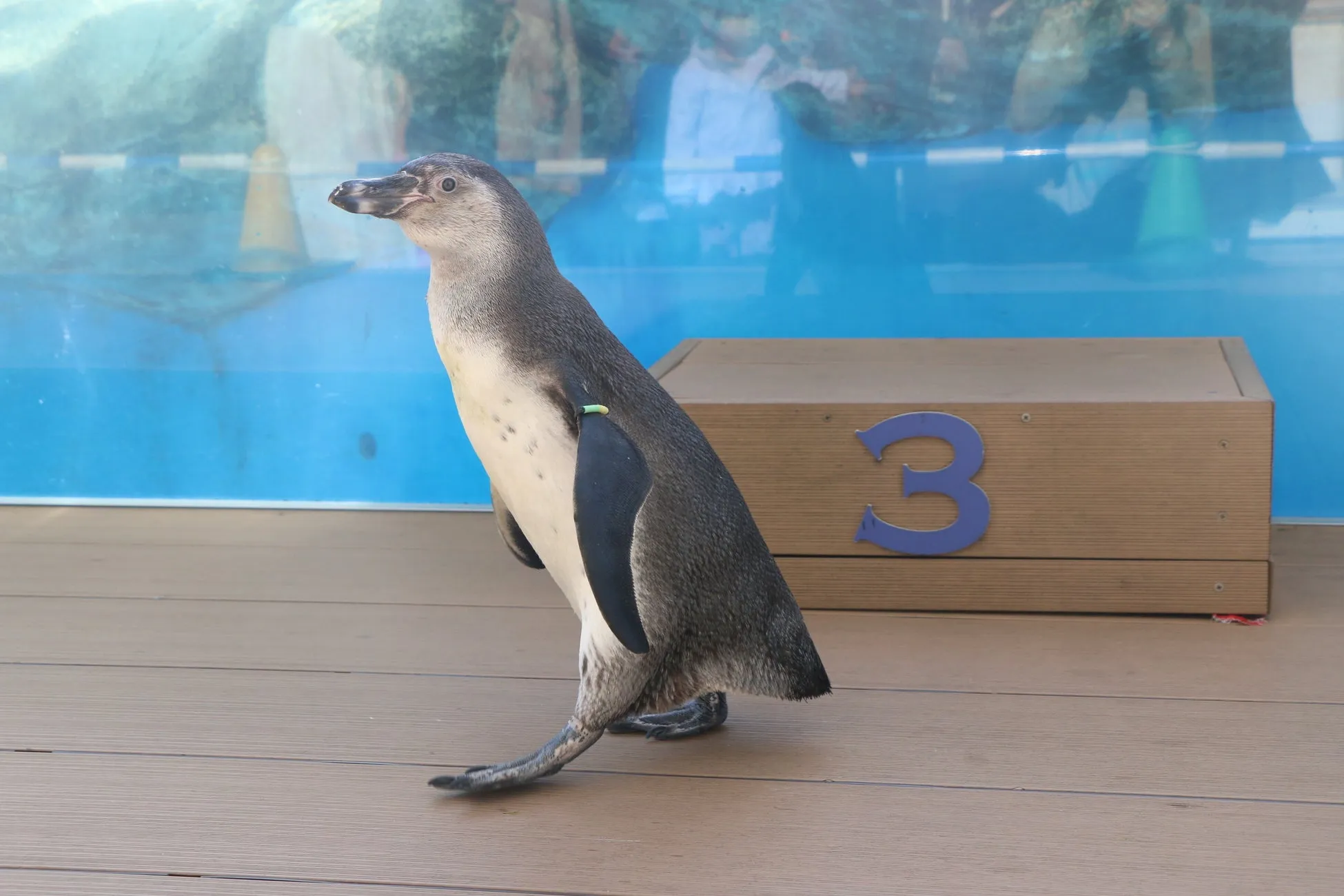 仙台うみの杜水族館で歩くペンギン
