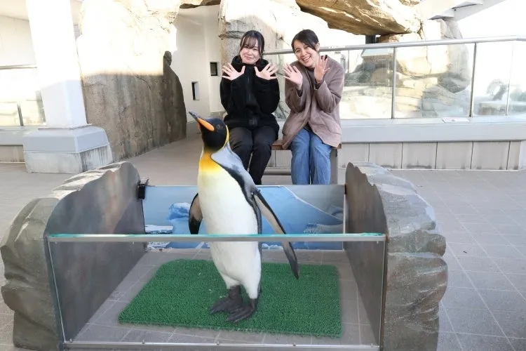 仙台うみの杜水族館でペンギンと交流する二人