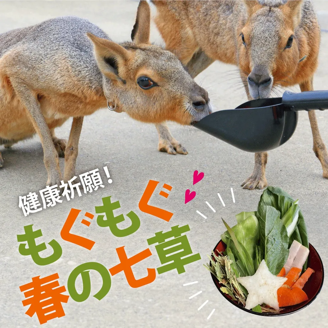 カピバラが春の七草を食べる様子