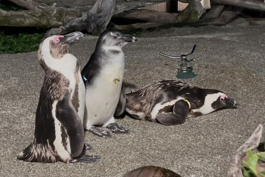 仙台うみの杜水族館のペンギンたち