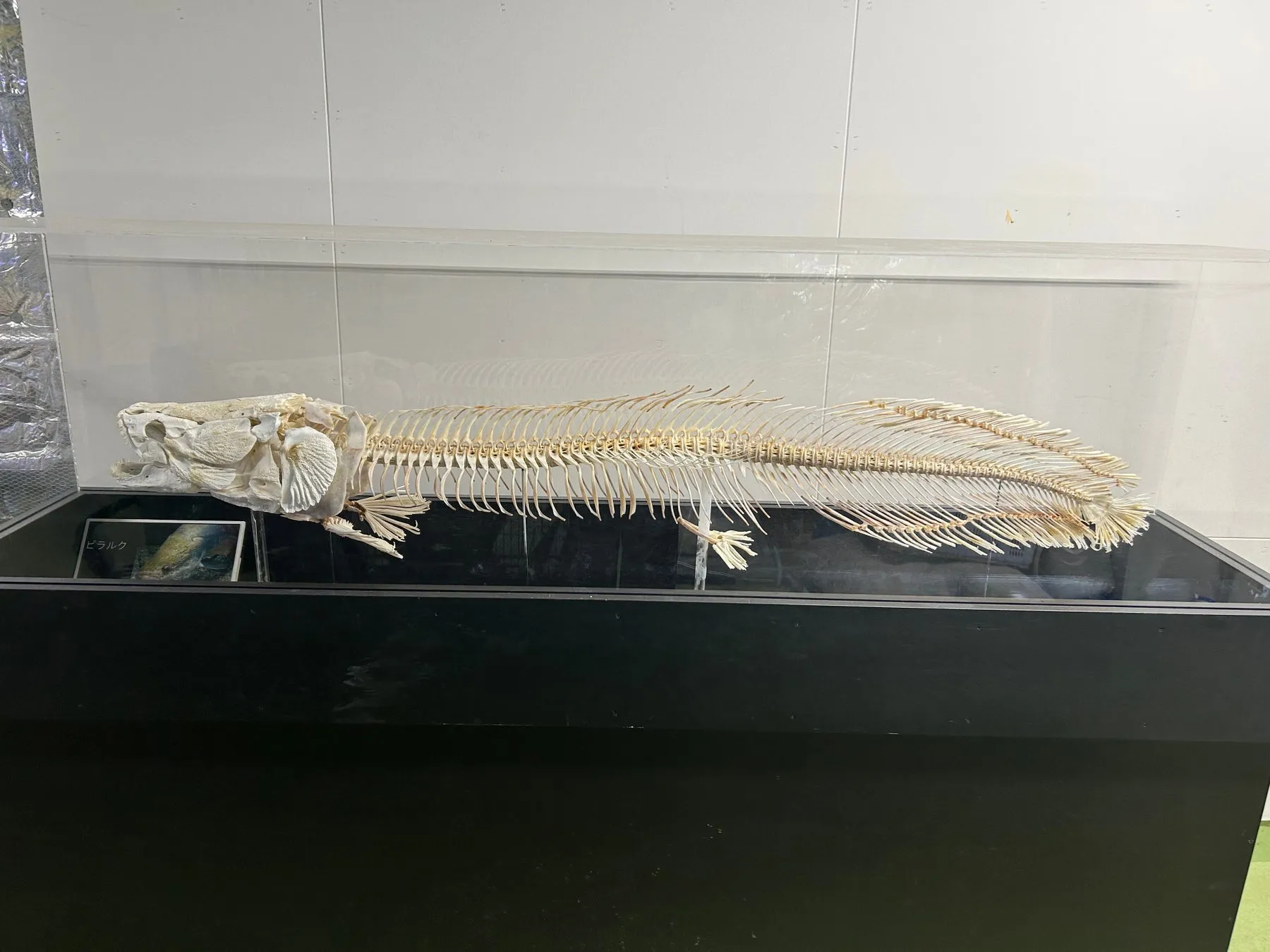 魚の骨格標本