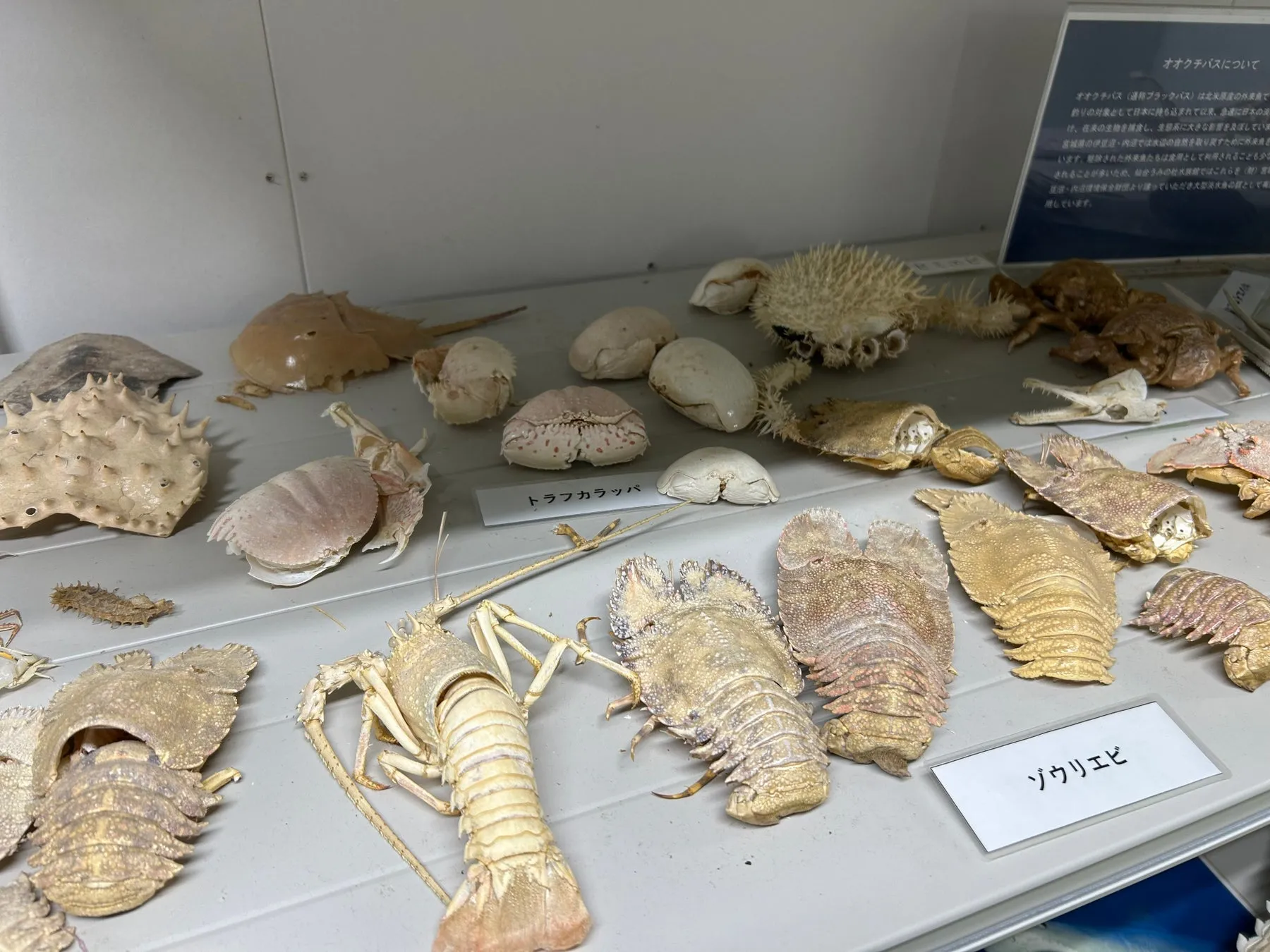仙台うみの杜水族館の海洋生物の標本展示