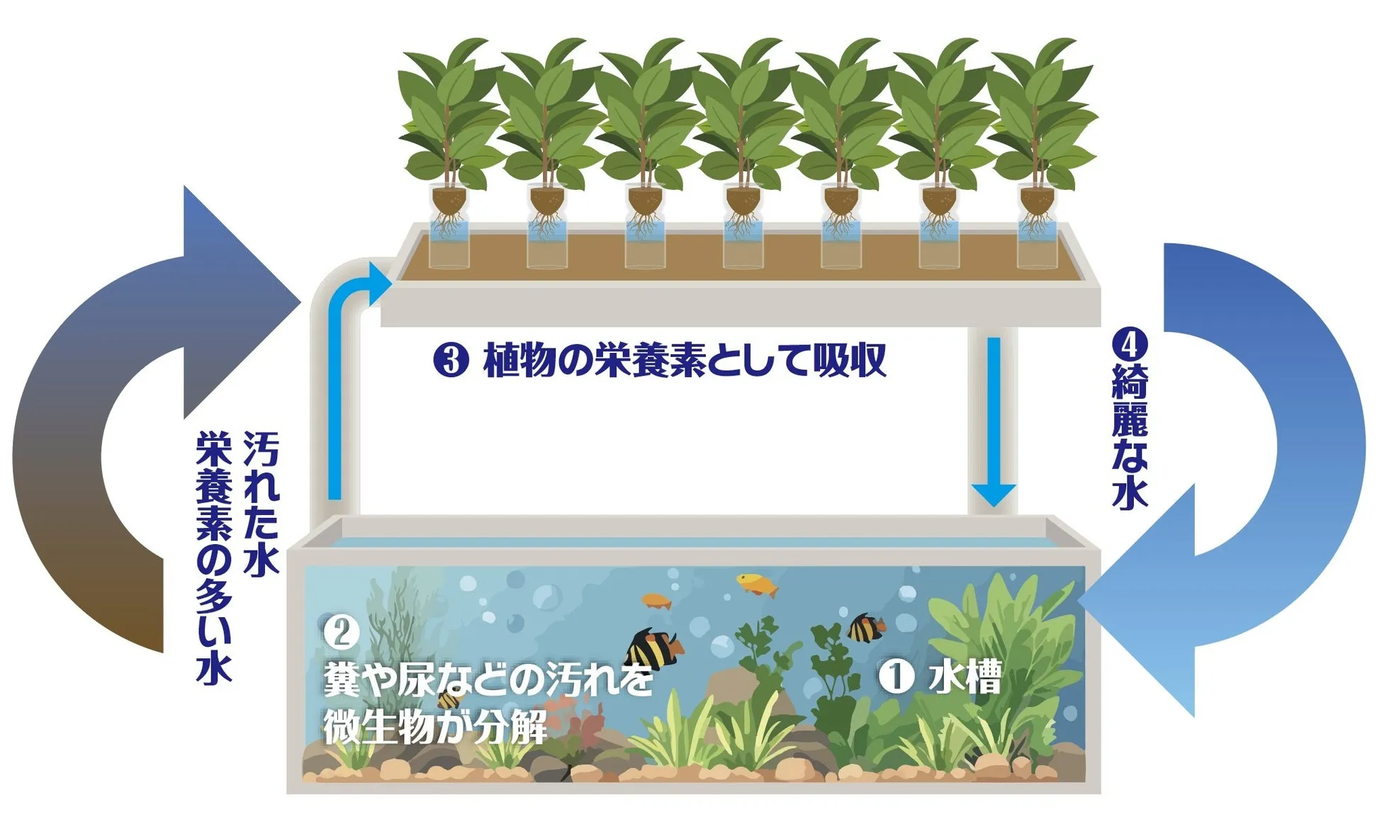 水槽と植物の循環システム図