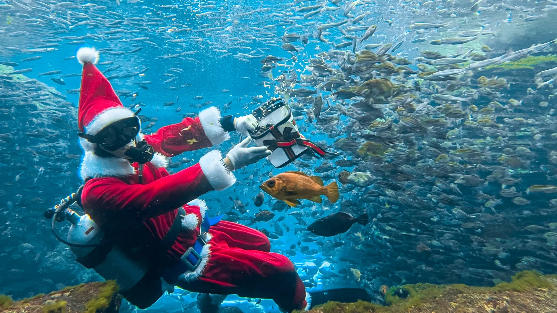 サンタの衣装を着たダイバーと魚たち