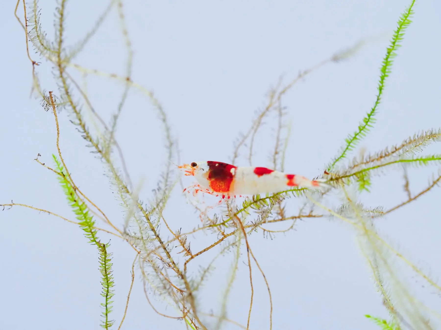 クリスマスカラーのエビ