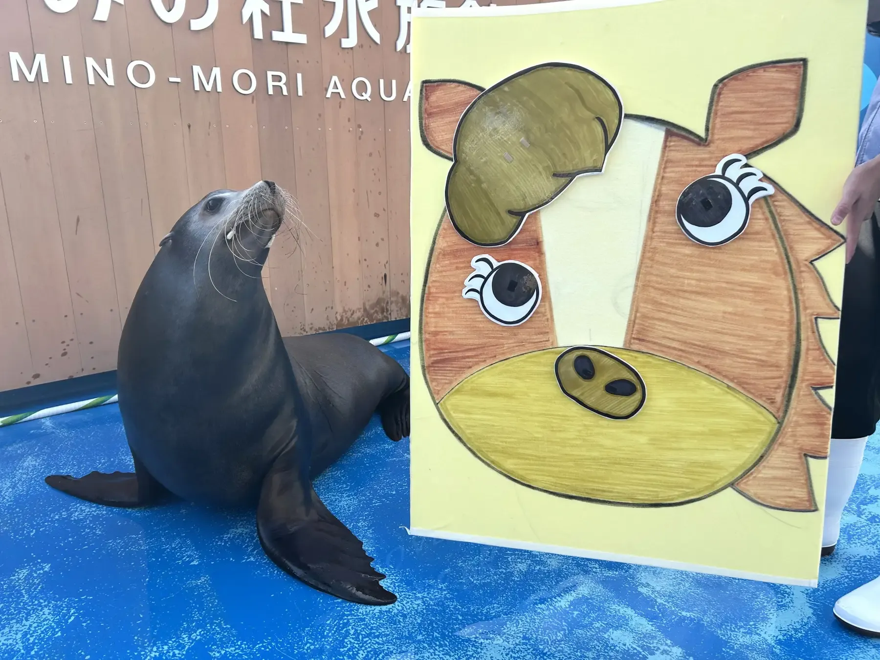 仙台うみの杜水族館のアシカ