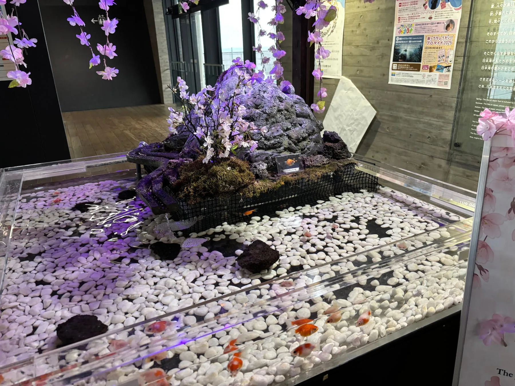 桜の装飾と人工の山がある水族館の水槽展示