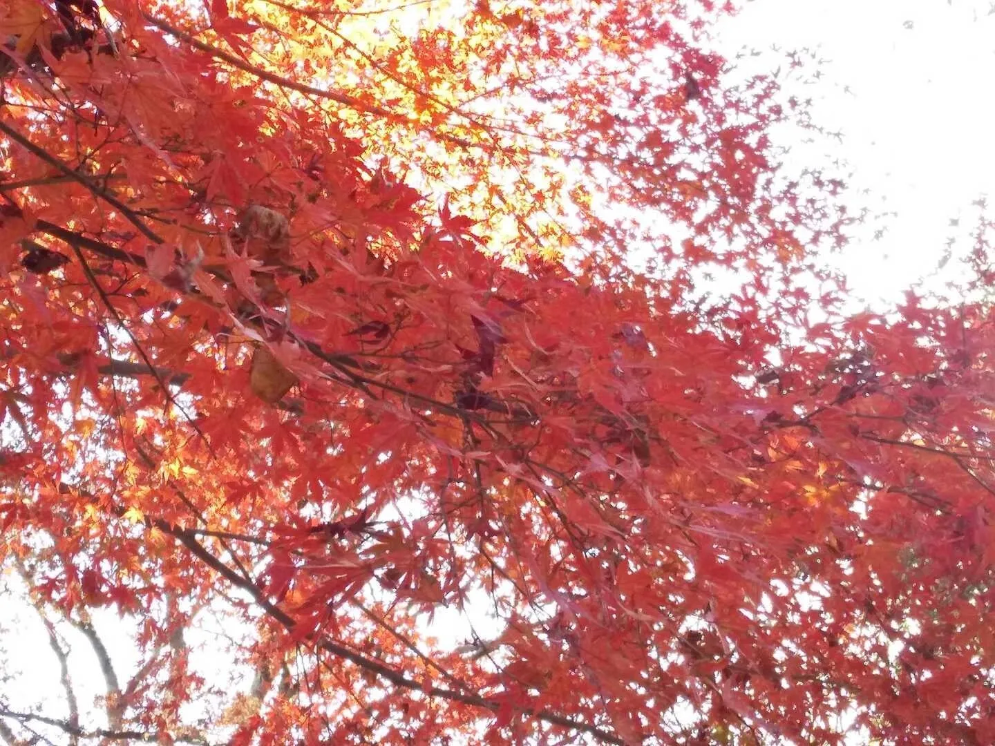 高尾山の山頂近くの紅葉
