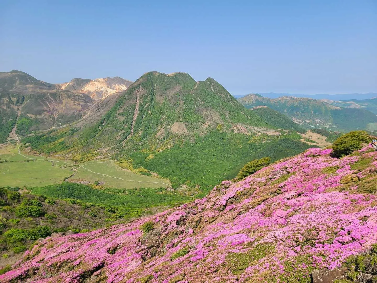 くじゅう連山のミヤマキリシマ