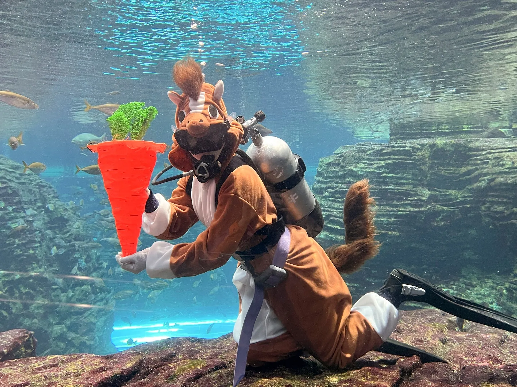 上越市立水族博物館 うみがたりの水槽内の馬のコスチュームのダイバー
