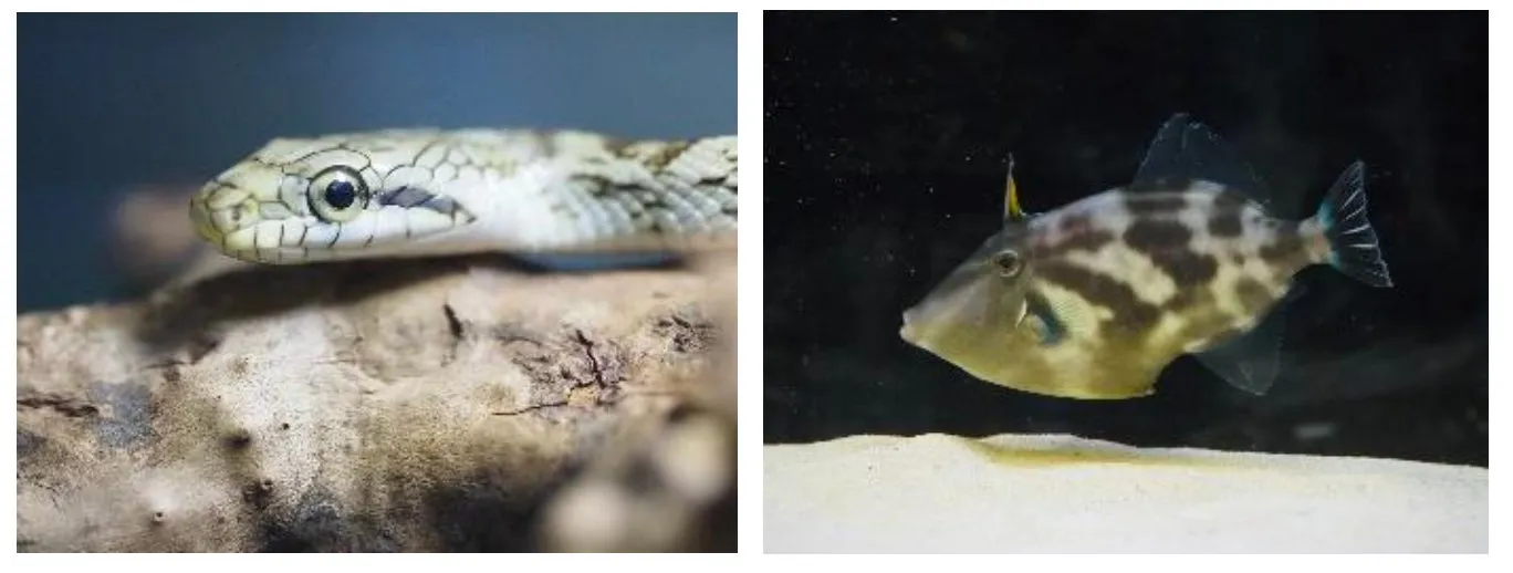 水族館の蛇と魚