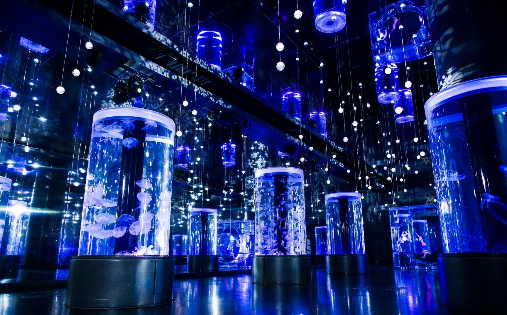 青い照明に照らされた水槽とクラゲ