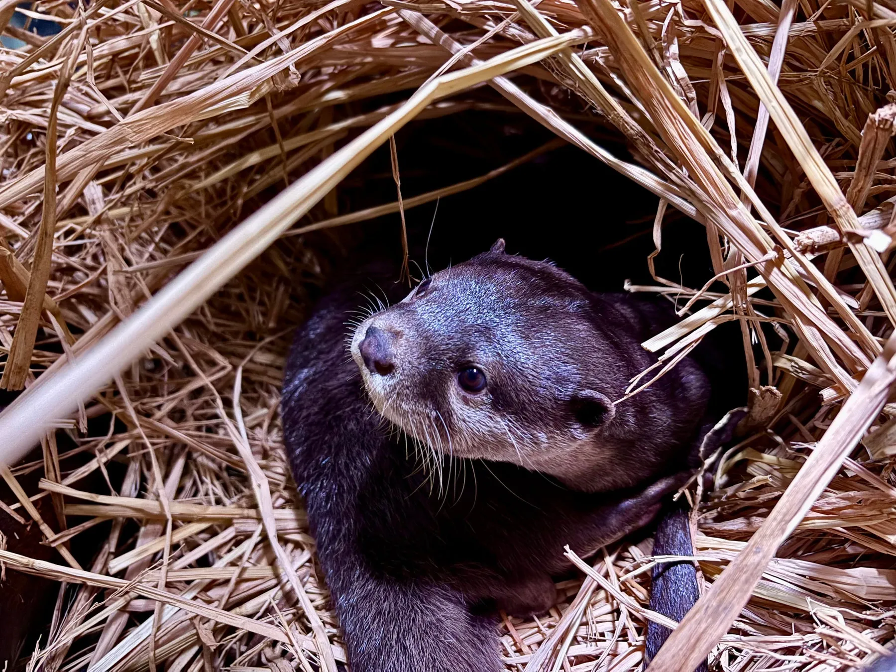 わらの中のカワウソ