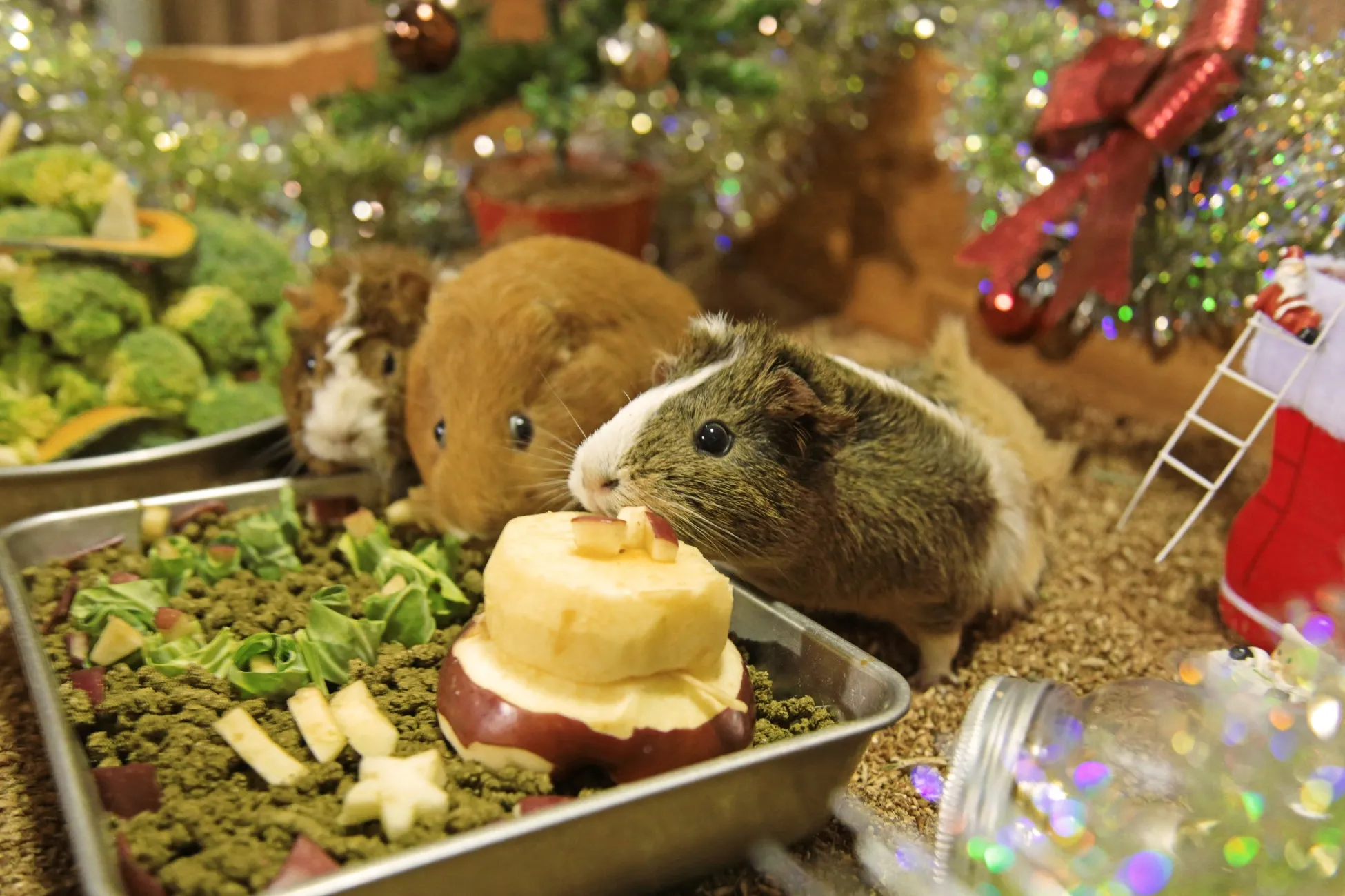 クリスマス装飾前で食事を楽しむモルモットたち