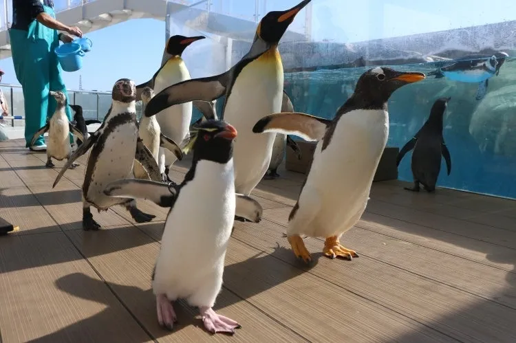 仙台うみの杜水族館で歩くペンギンたち