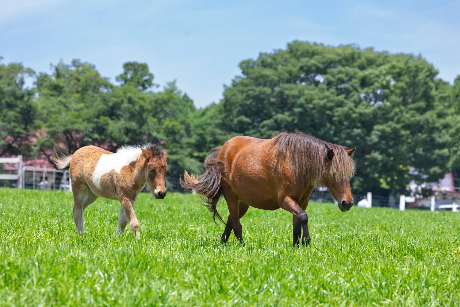 緑の牧場を走る2頭のポニー