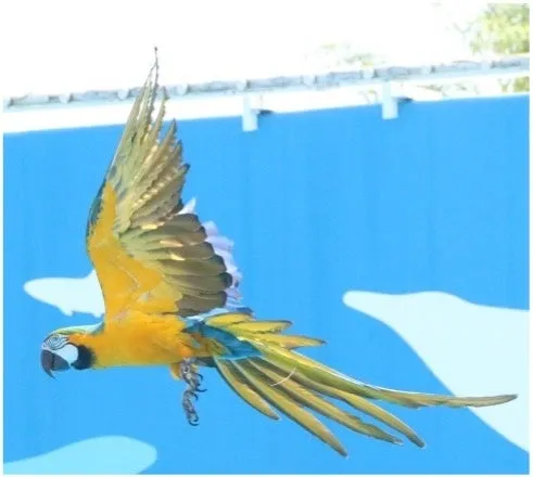 仙台うみの杜水族館で飛ぶオウム