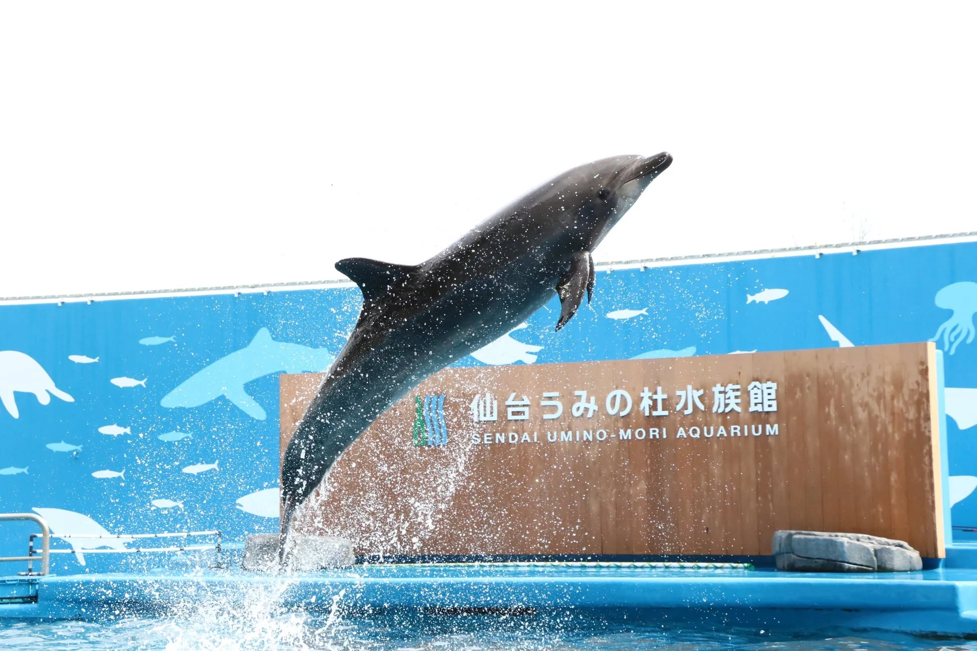 イルカがジャンプする仙台うみの杜水族館