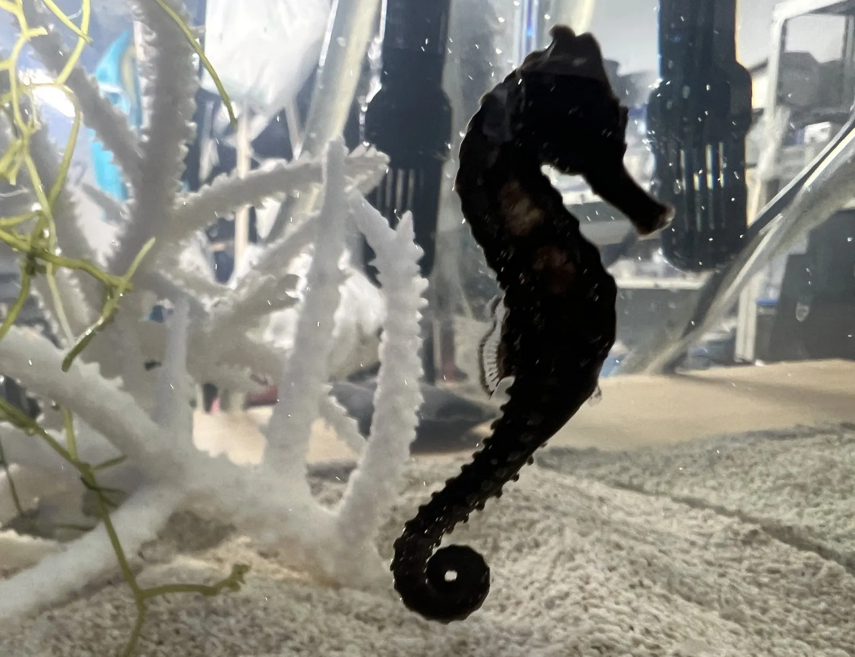 仙台うみの杜水族館のタツノオトシゴ