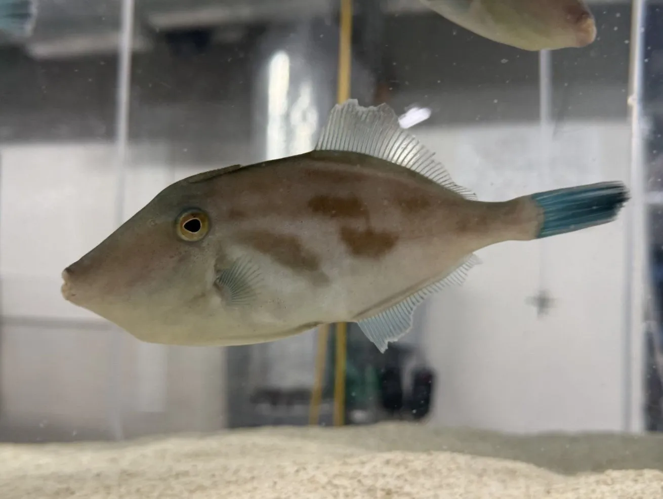 仙台うみの杜水族館の魚