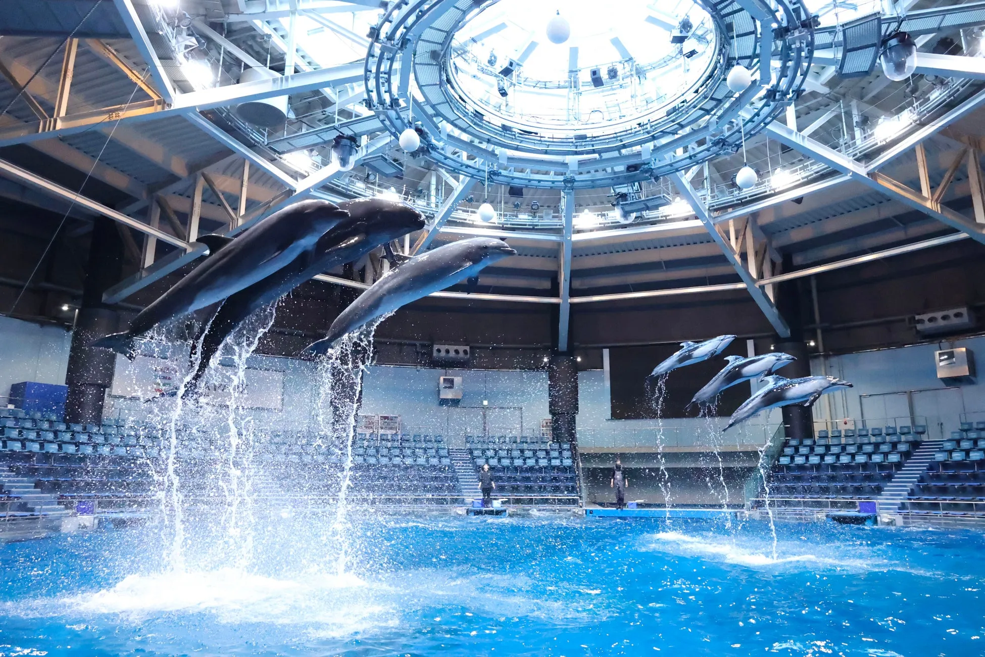イルカがジャンプするショーの様子