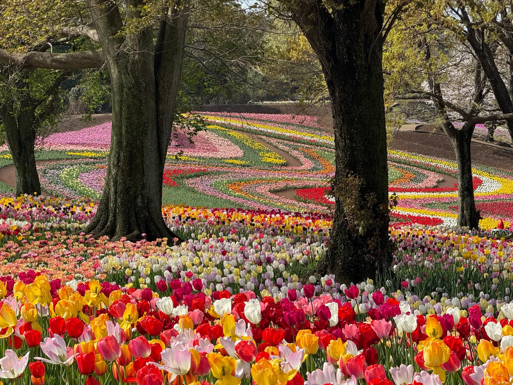 広大なチューリップ畑と色鮮やかな花