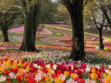 【見頃】26万株のチューリップが絶景すぎる…