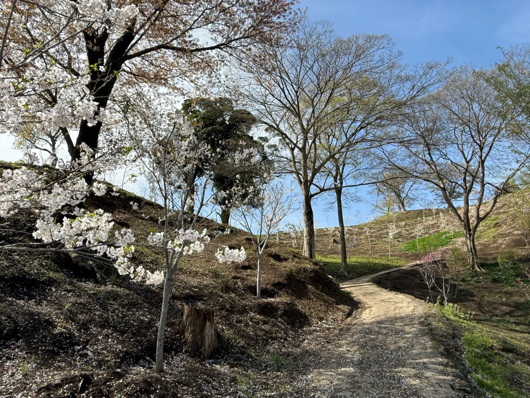 桜が咲く「あじさいの森」の風景