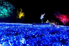 舎人公園の春イベント｜ネモフィラ×光の演出が幻想的すぎる