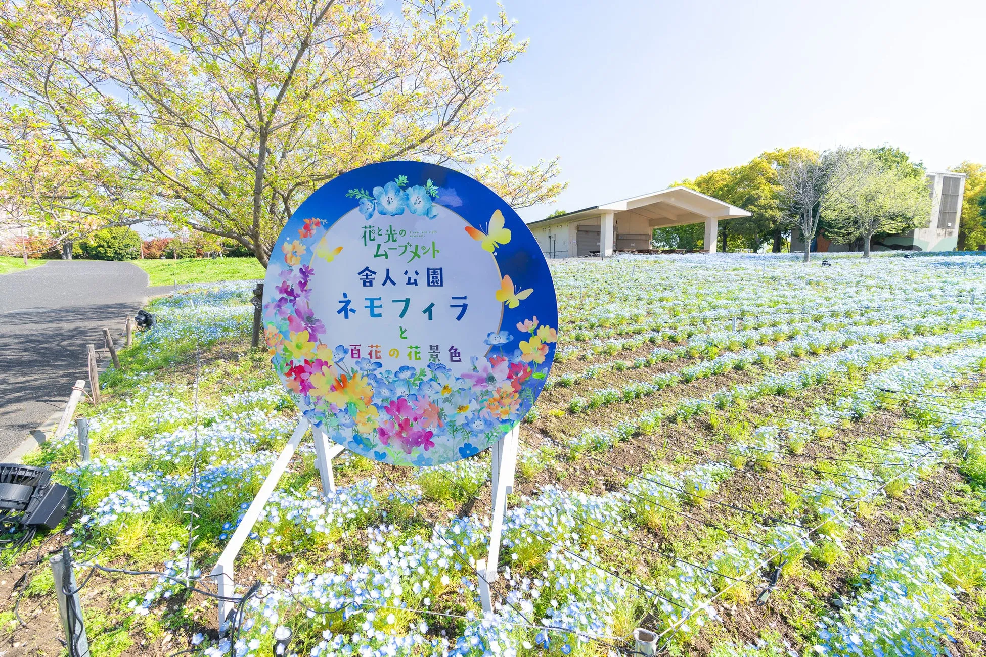 ネモフィラと百花の花景色