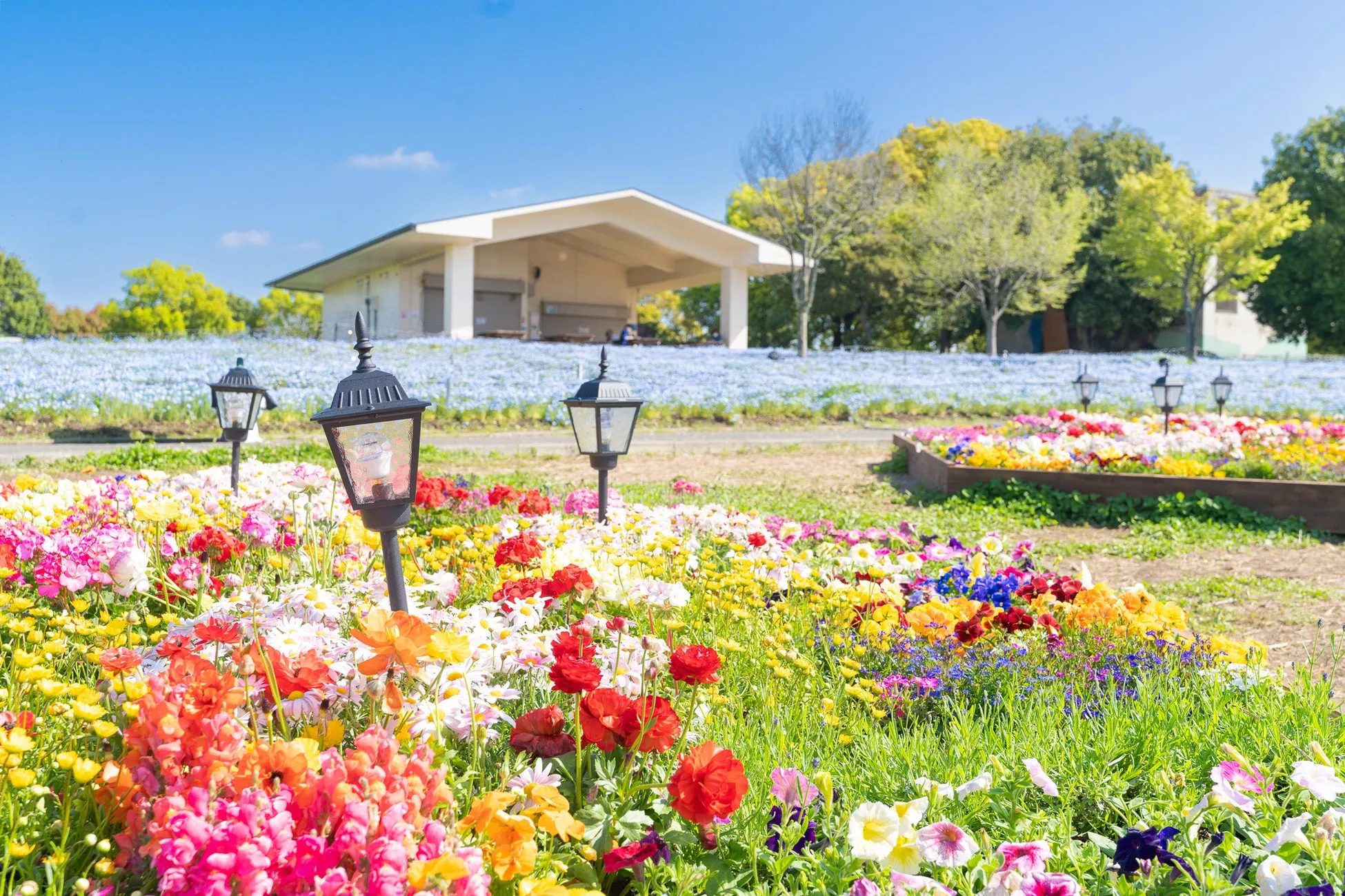 百花の花景色と六角形新花壇