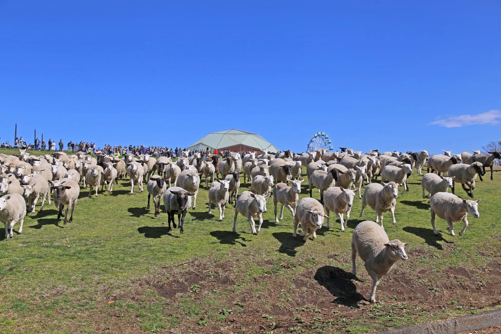 たくさんのひつじが草原を駆ける様子