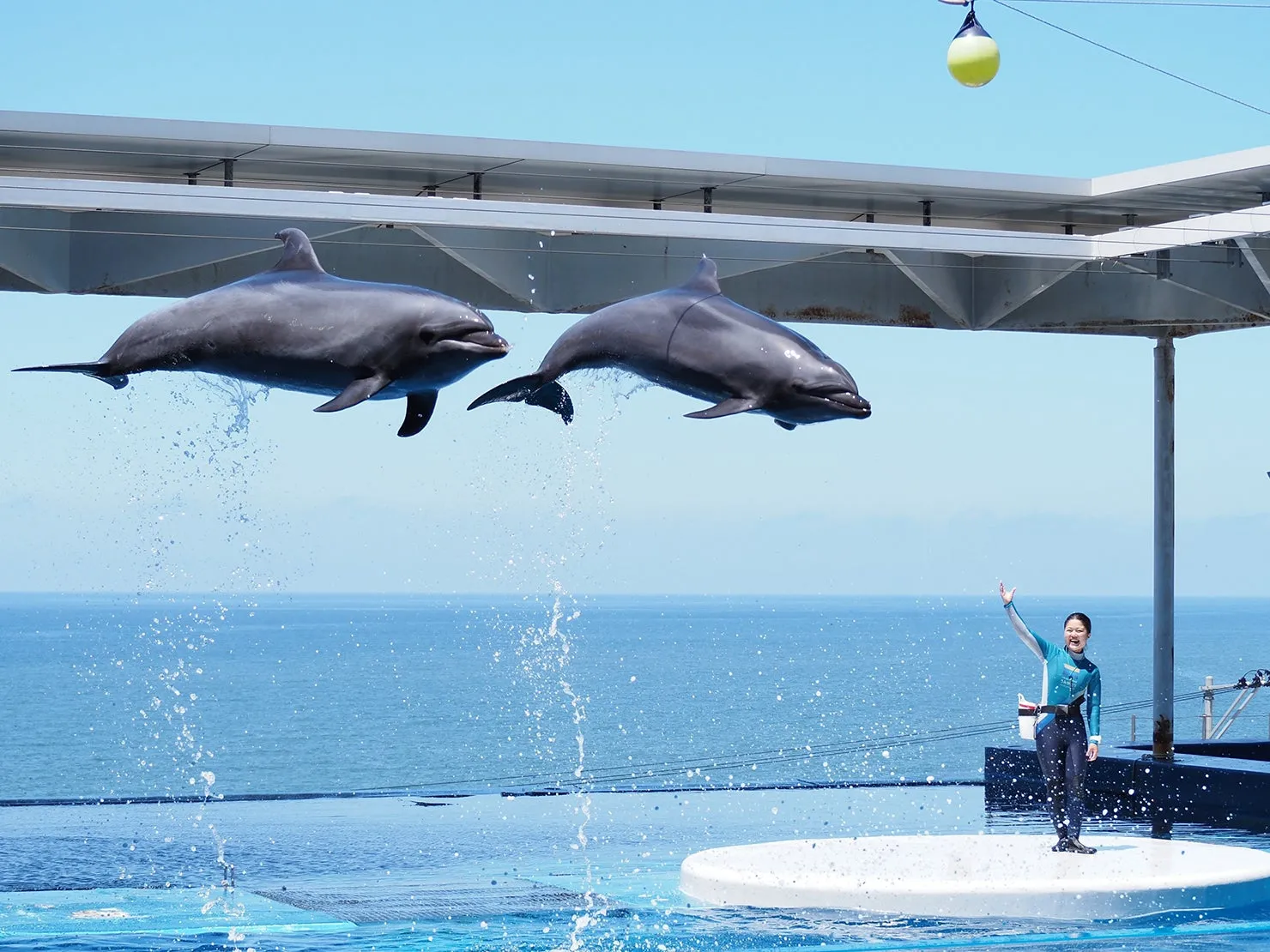 うみがたりのイルカショーでジャンプするイルカたち
