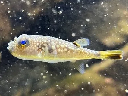 水槽内の斑点模様の魚