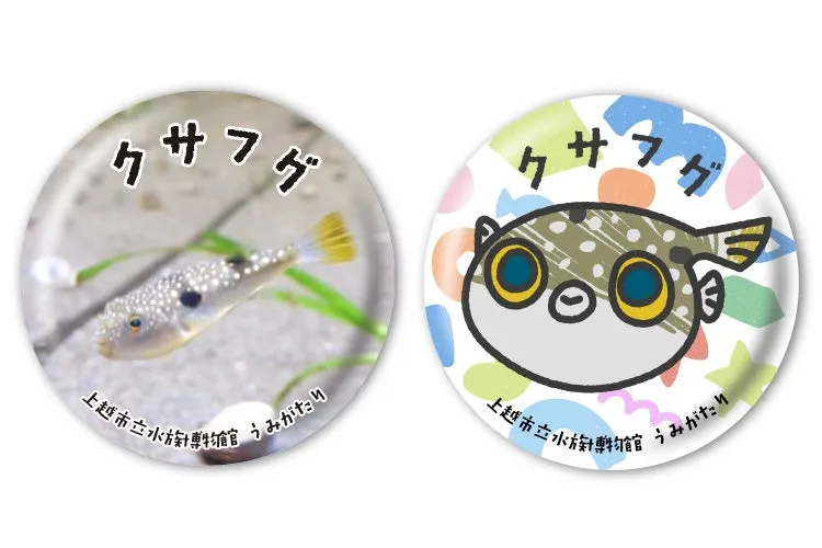 上越市立水族博物館クサフグバッジ