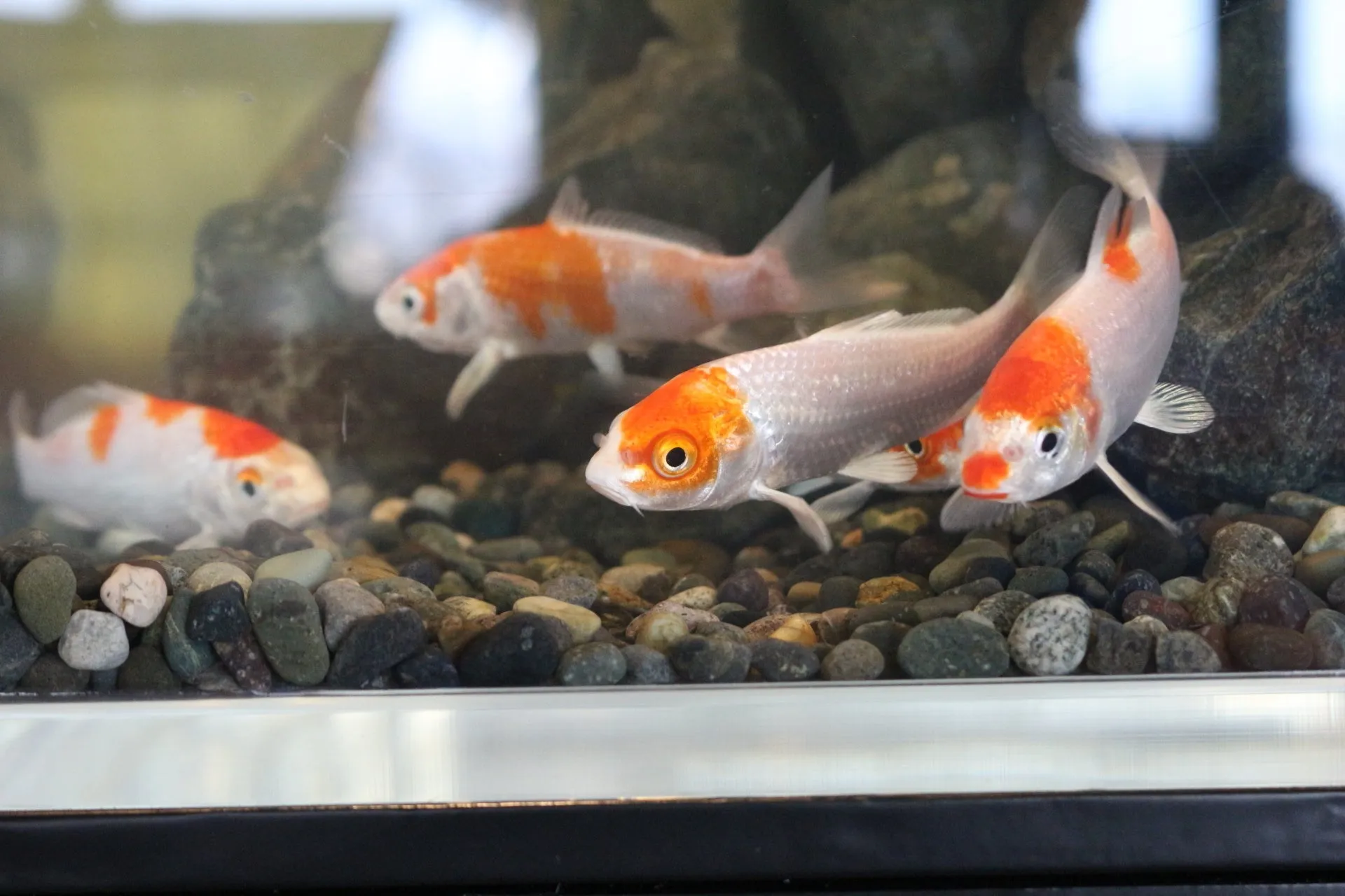 上越市立水族博物館の水槽で泳ぐ錦鯉