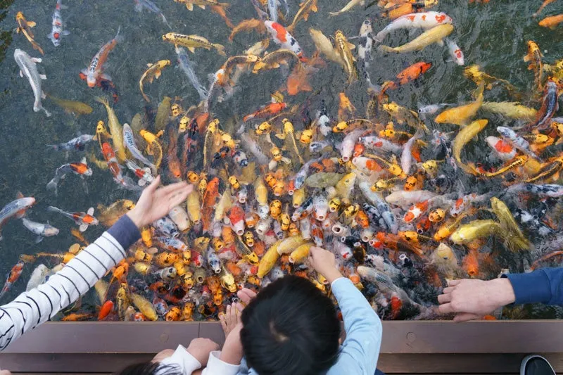 上越市立水族博物館のコイ給やり体験