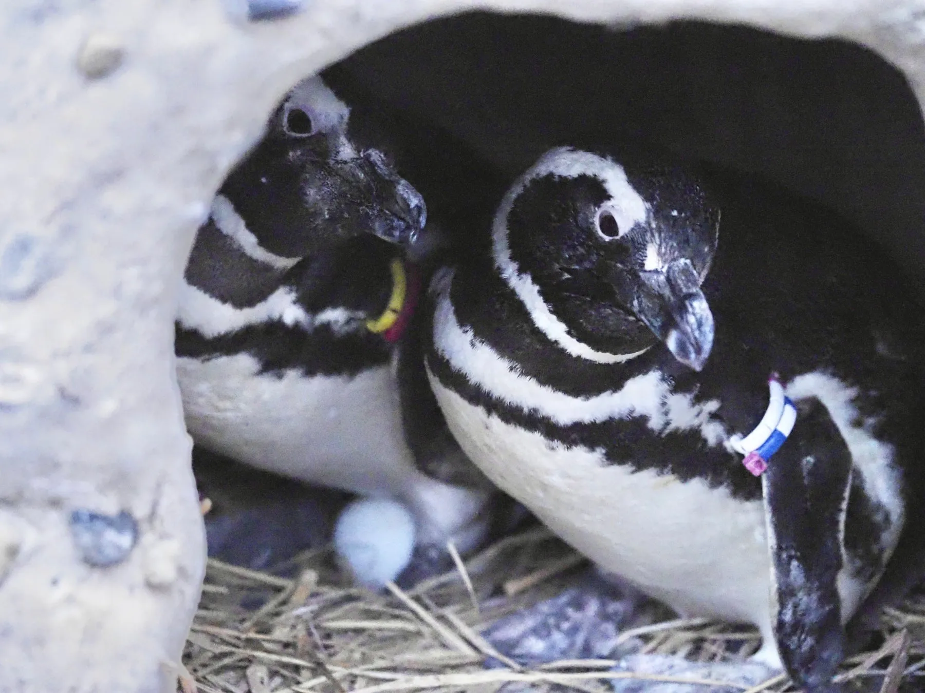 うみがたりのペンギンと卵