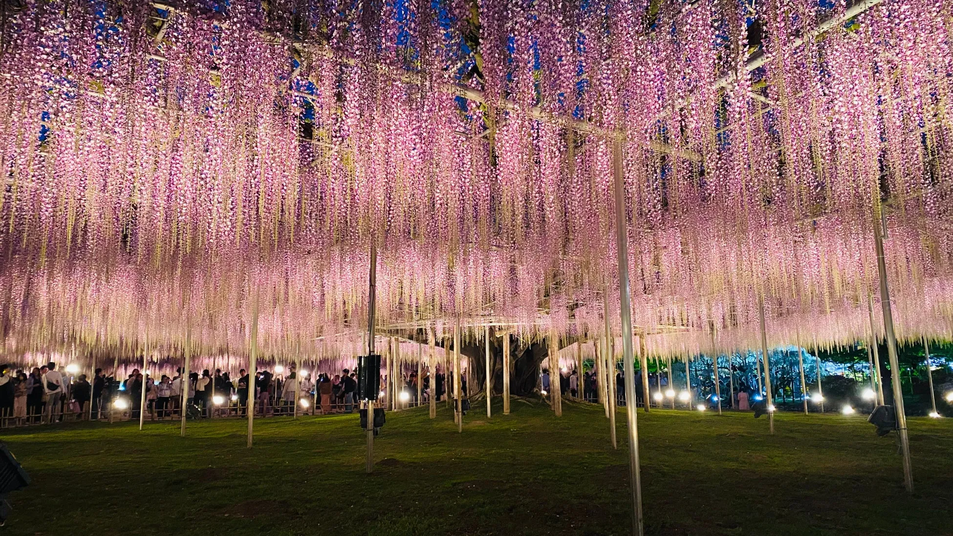 大藤 ライトアップ1