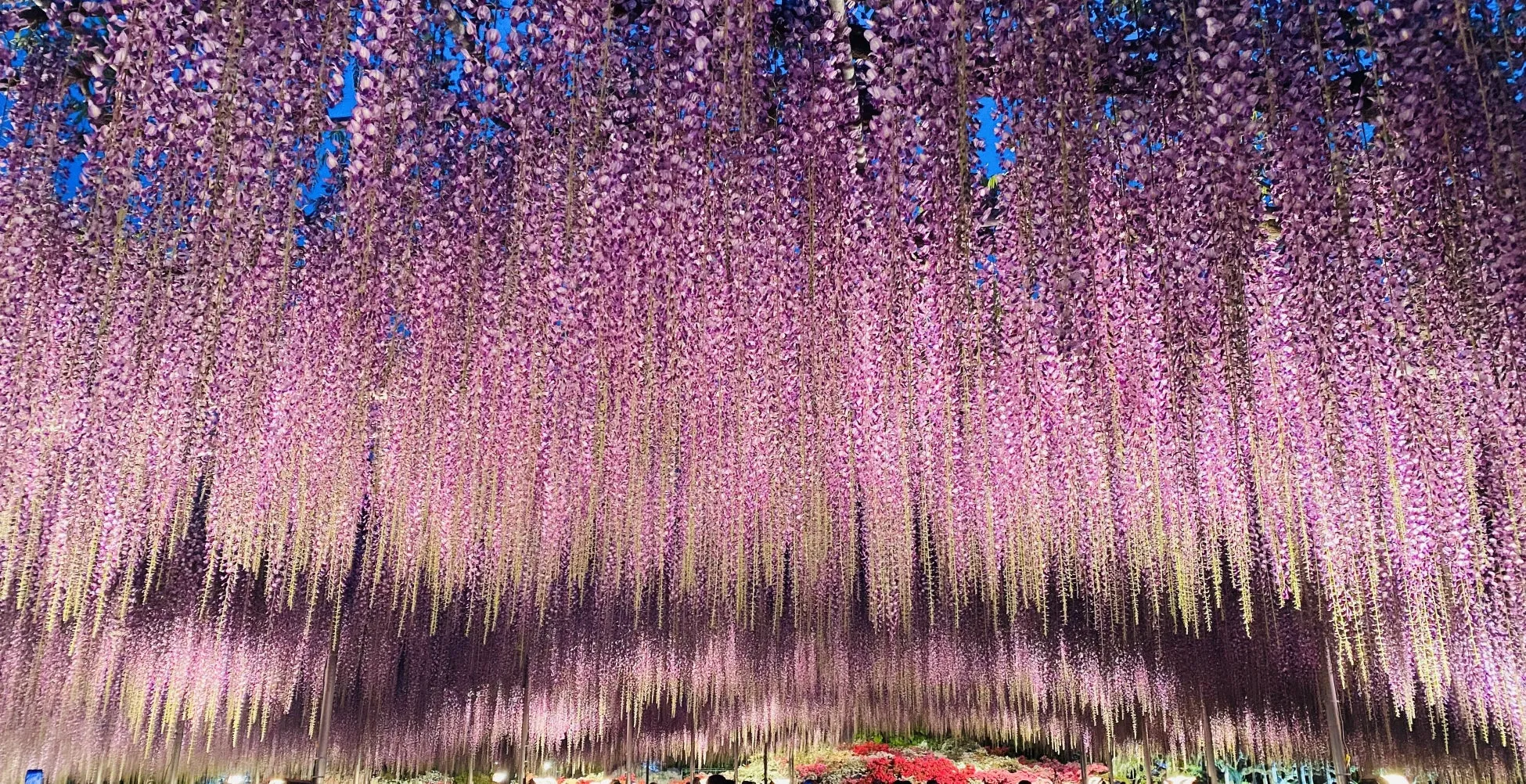 大藤 ライトアップ2