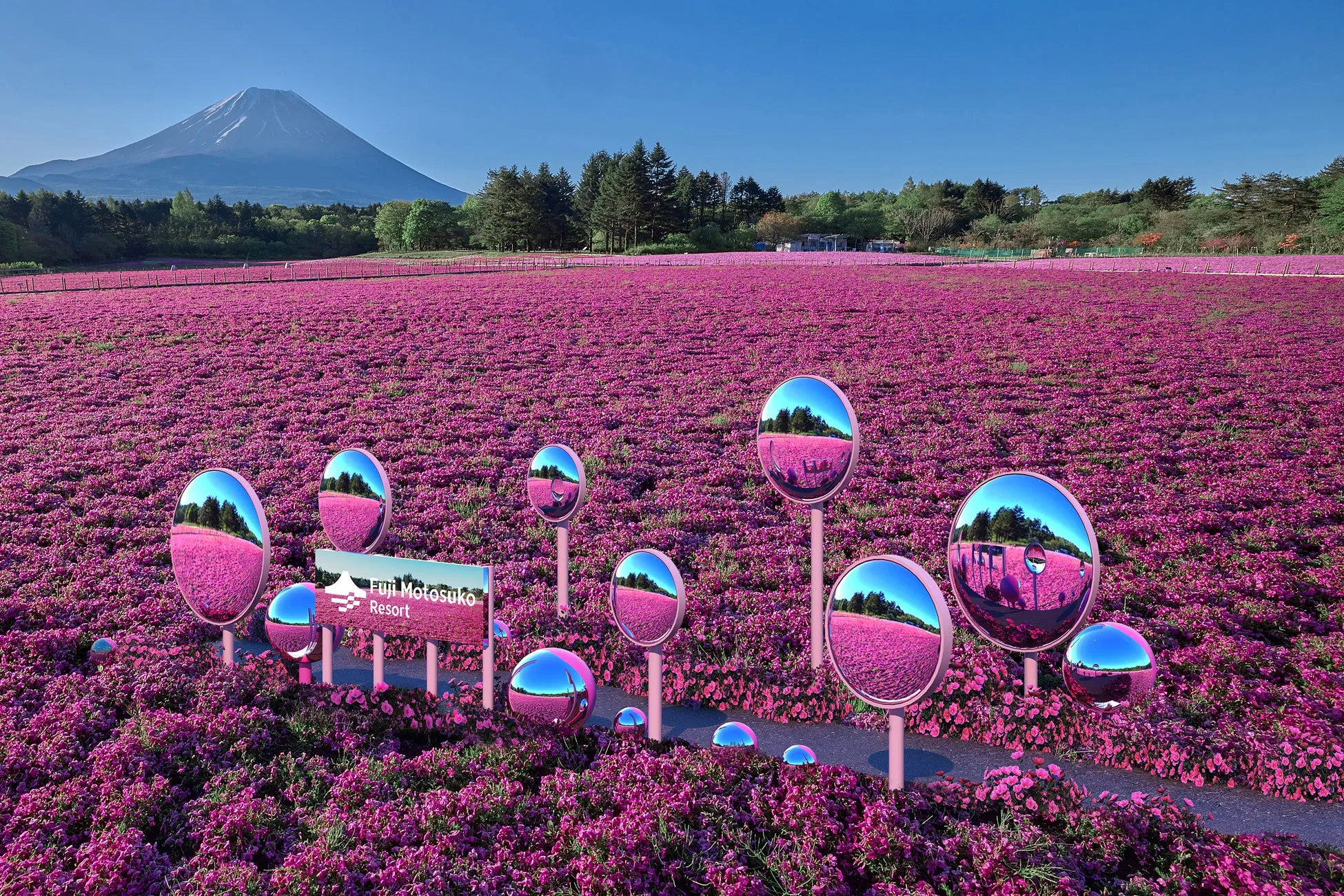 富士山麓に広がるピンクの芝桜畑