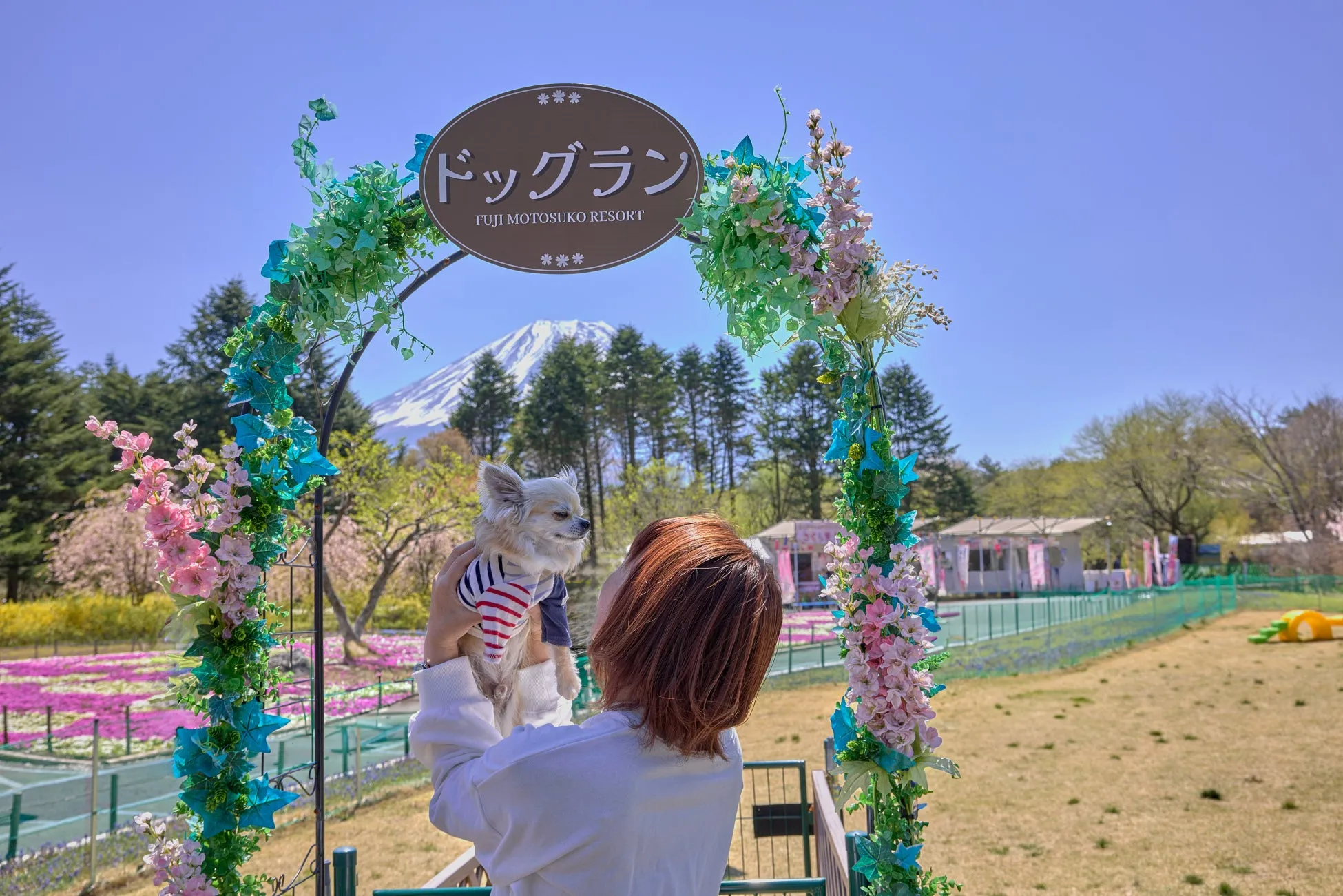 富士山と芝桜、ドッグランのアーチの下の犬