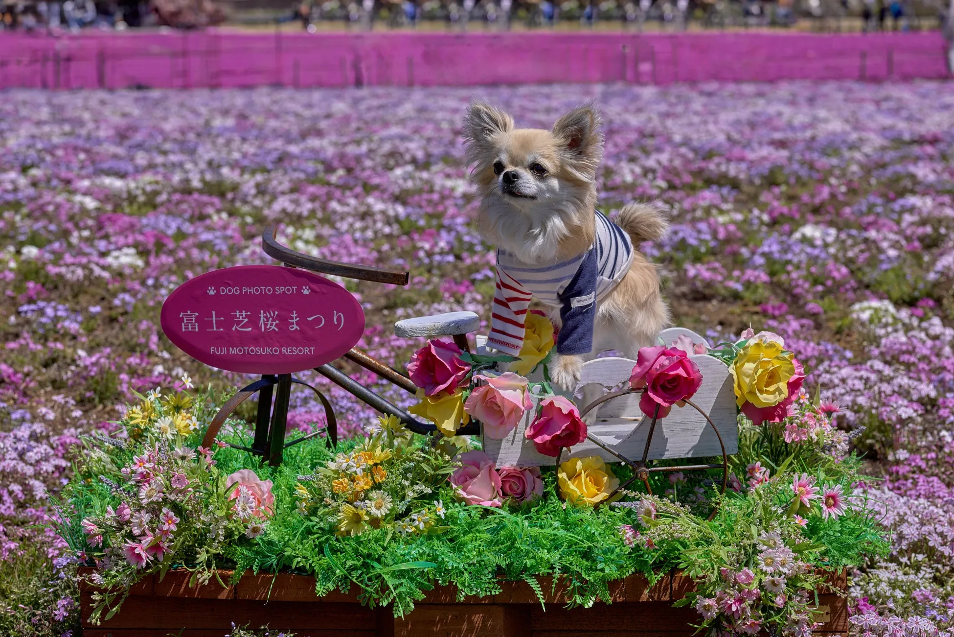 富士芝桜まつりで花に囲まれた犬