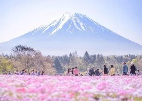 富士山と芝桜の景色